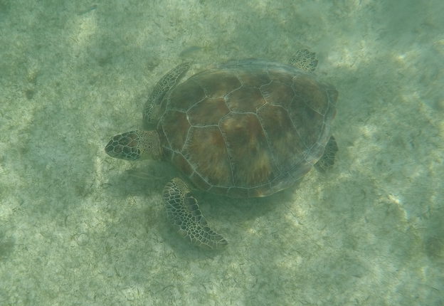 tartaruga marinha